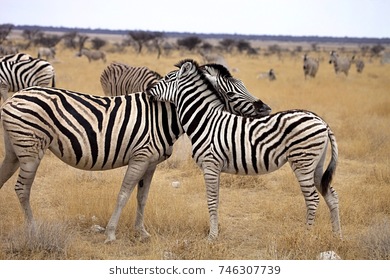 damara-zebra-equus-burchelli-mutual-260nw-746307739