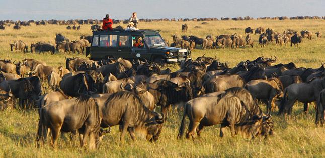 feat-wildebeest-migration-works3