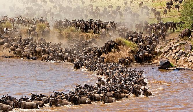 feat-wildebeest-migration-works4