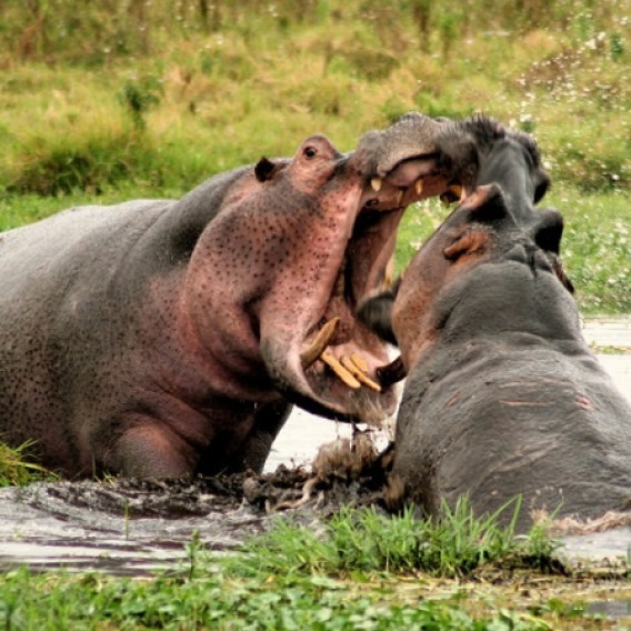 Hippos_fighting_in_Amboseli