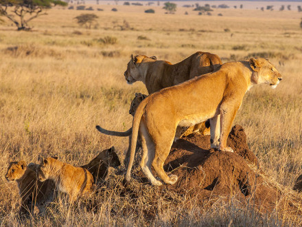 lion-pride-in-the-serengeti-tanzania-africa-440x330
