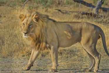lion-wildcat-safari-africa-47036.jpeg