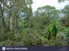 pristine-jungle-montane-forest-mount-kenya-national-park-kenya-AM1K9R