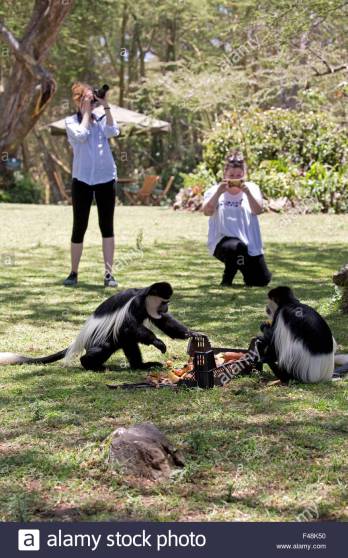 tourists-photographing-colobus-monkeys-elsamere-lake-naivasha-kenya-F48K50